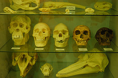 Boneheads