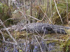 Large Alligator and yes we were that close to him!