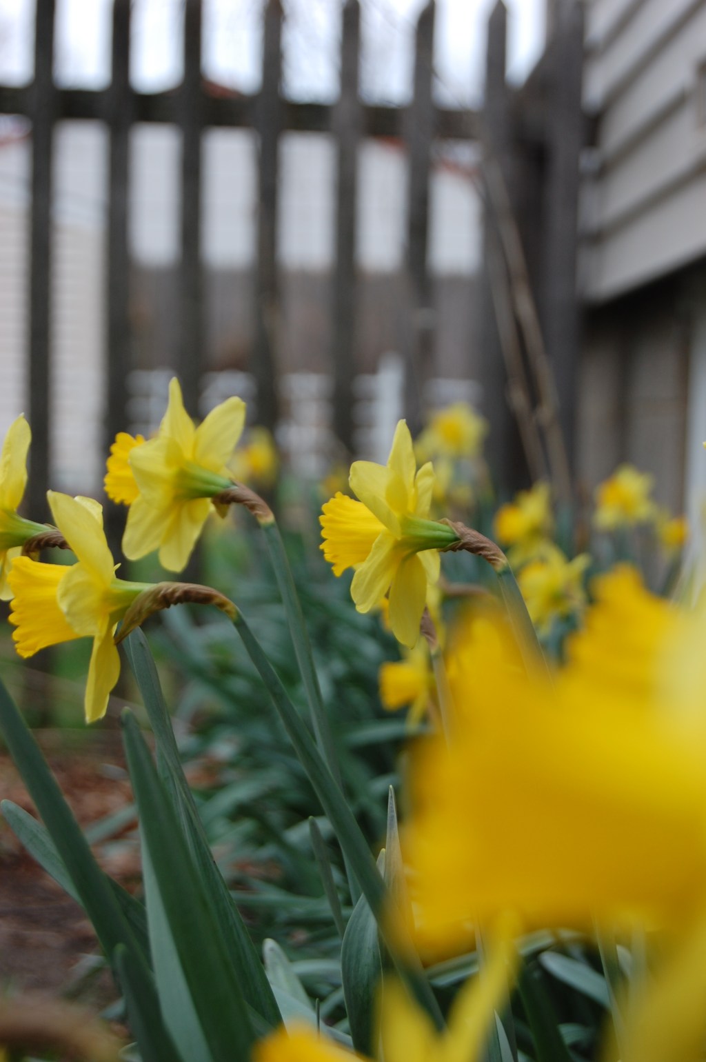 Rain Makes The Flowers&nbsp;Grow