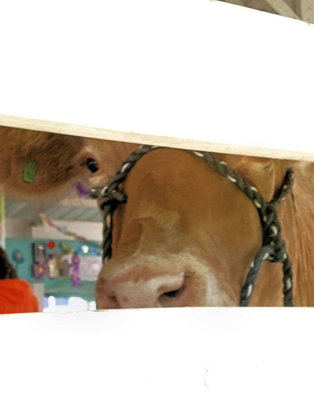 We Went To the County Fair, All The Animals Were&nbsp;There