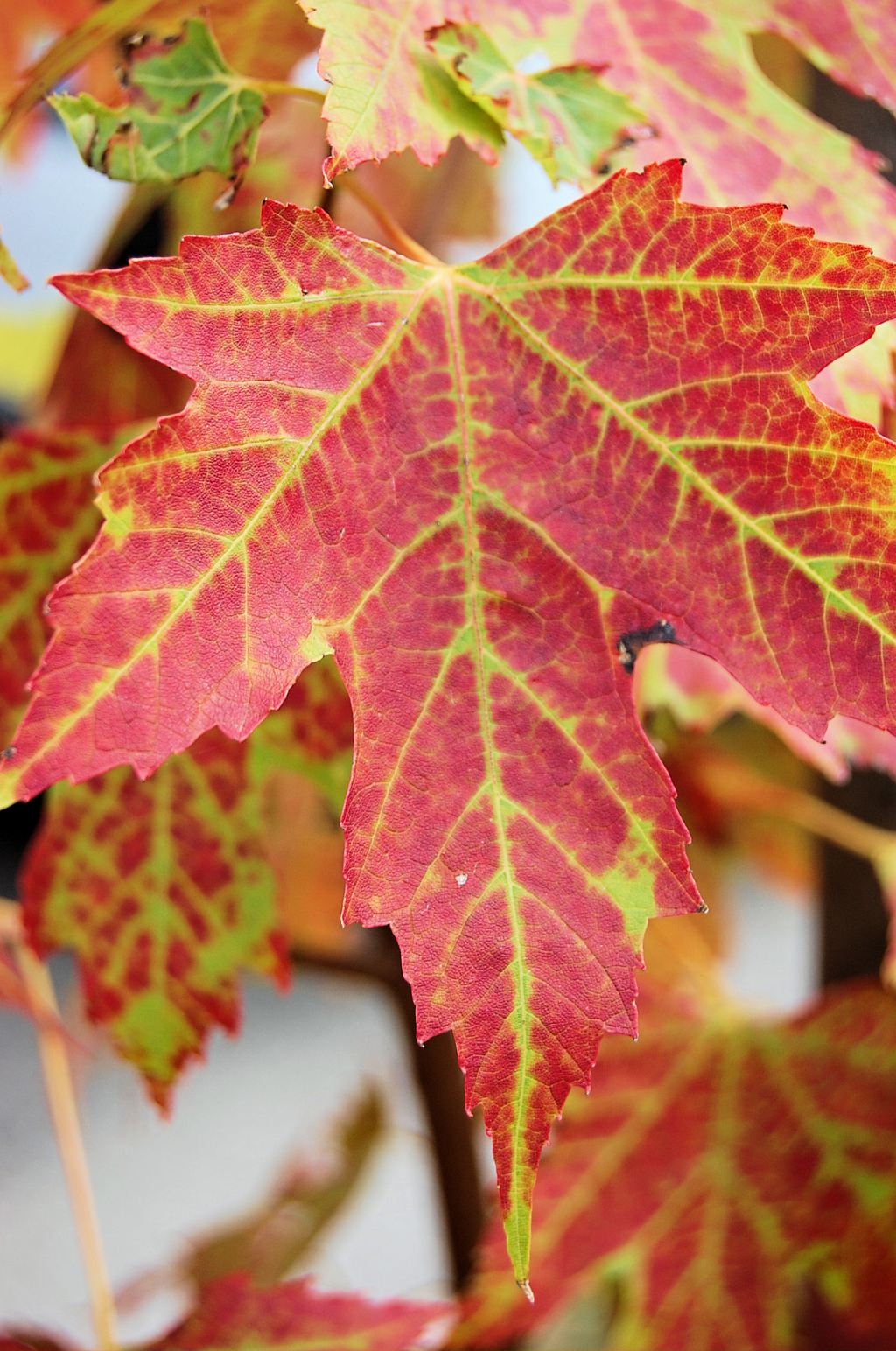 Fall Is Here, Autumn Is Upon&nbsp;Us