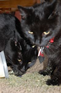 Who spilled the catnip?  Don't care dude just enjoy until mom cleans it up!
