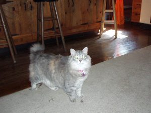 Teenage Miss Mo with her distinctive tail