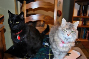 Miss Mo and Mr Boots Red wait for their nightly pills