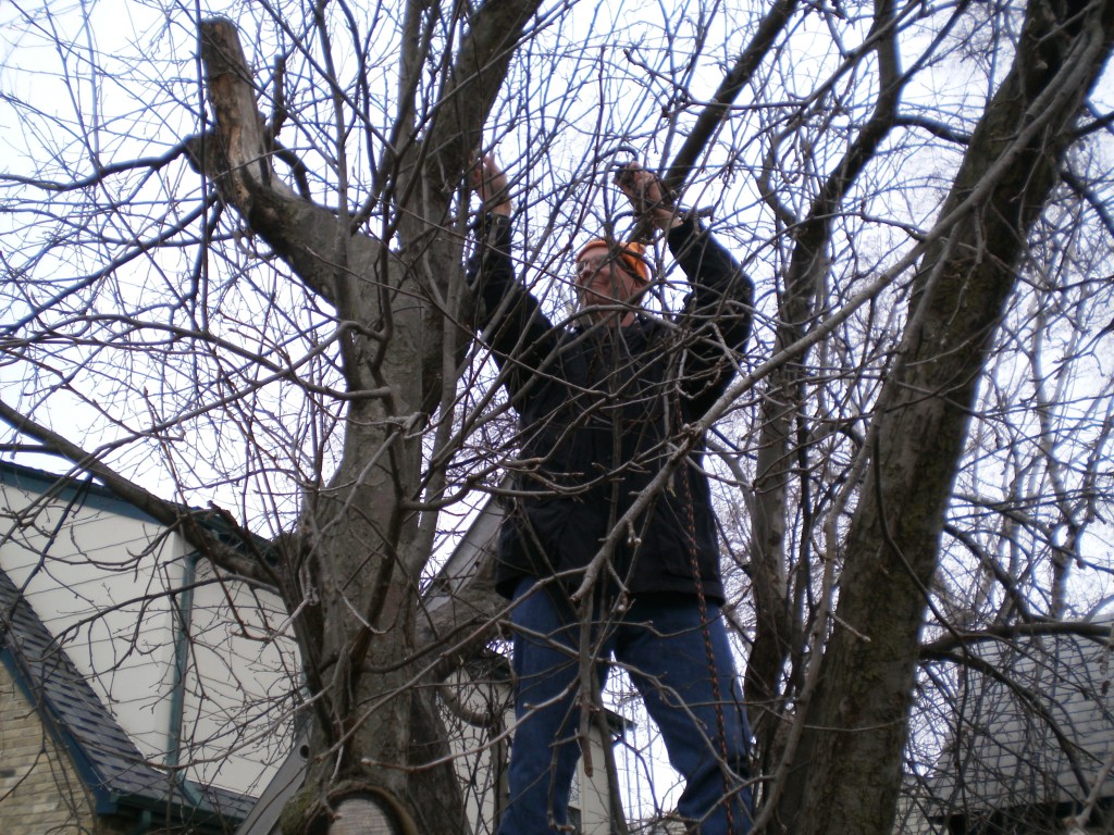 An Apple Tree In&nbsp;Winter