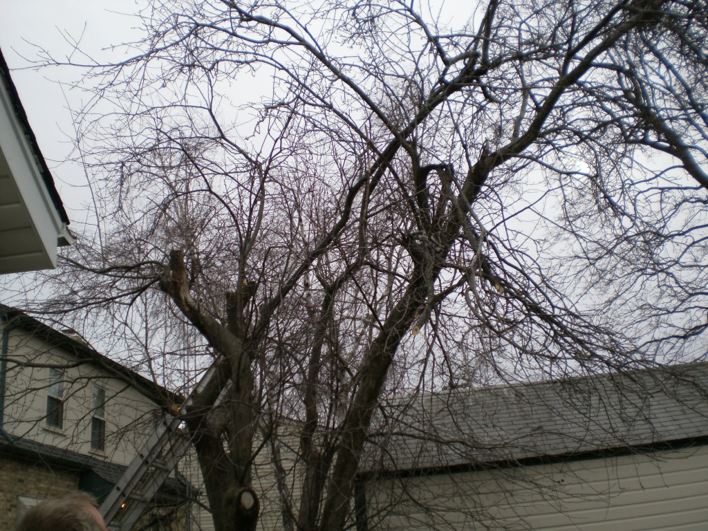 So this is about what it looked like when we started.  WAY taller than neighbor's garage