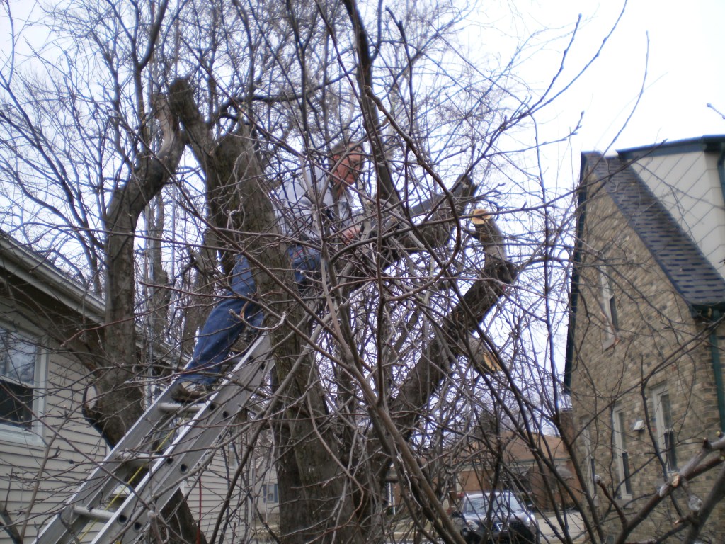 So here's Mike in the tree with the saw.  I was planning my route to the ER every time he  revved that saw's engine. 