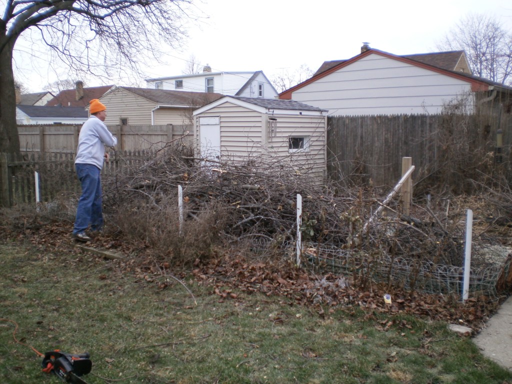 The yard debris drop off doesn't open until March so we piled the trimmed wood in our garden.  A neighbor took some  apple wood for his smoker. 