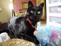 "Are you beading?  Can you pet me?  Do you love beads more than me?"