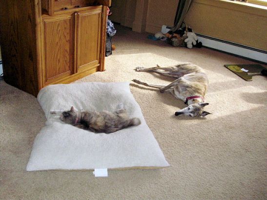 An old picture of Mo and Rappy...
