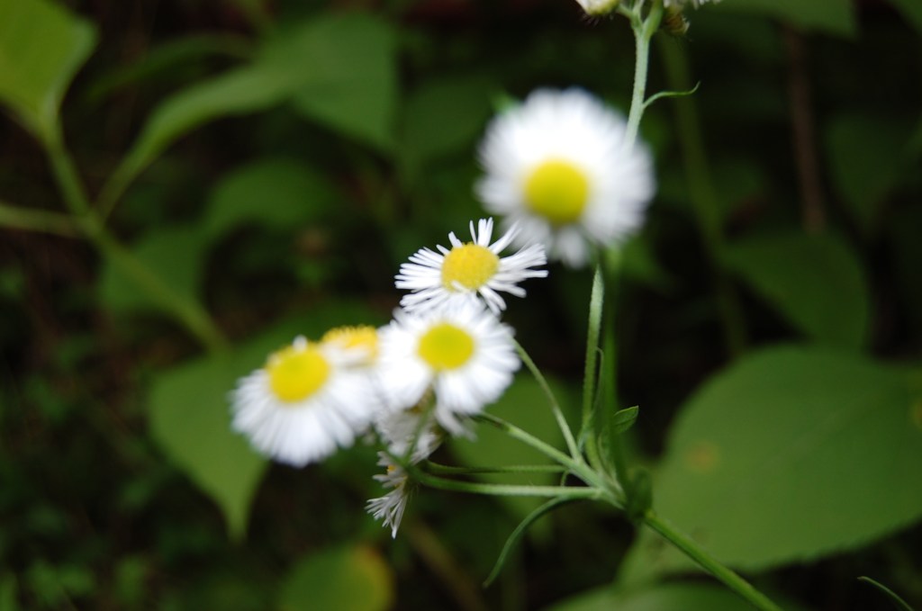 Cherokee National Forest&nbsp;Flowers