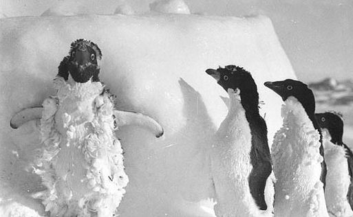 Too Darn Cold For Man or Beast – So I’ll Do&nbsp;Files