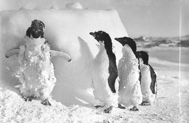Ice cased Adelie penguins after a blizzard at Cape Denison, photograph by Frank Hurley from The State Library of New South Wales as a member of The Commons on Flickr.  No known copyright restrictions.