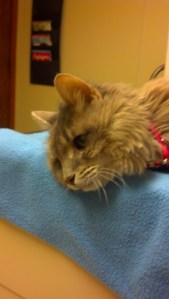 Miss Mo at the Vet's.  She made a number of visits before the spine cancer took her.