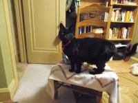 Oh you know there were pet pictures even after losing Rappy and Mo.  We still have the furry boys and Aaron added his cat Ashe to the family.