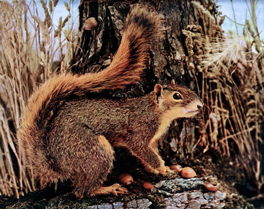 Squirrels Are Getting  Out of&nbsp;Hand