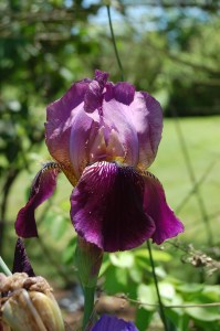 An Iris from the Anderson Farm in Green County, TN.  2014.  Photo by me.
