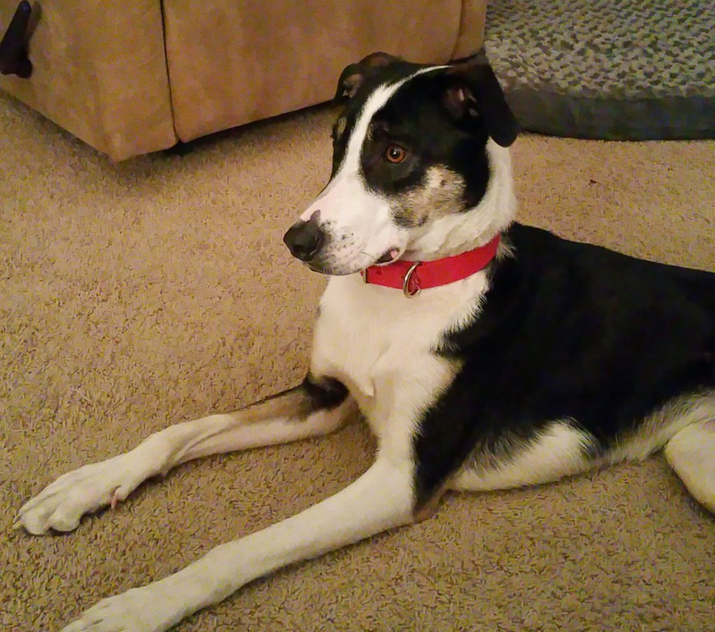 Molly Dog