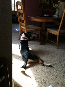 If you look under the chair Molly is staring at, you'll see Mr. Blue glaring back at the belly crawling dog.  Yes she's trying to make friends.
