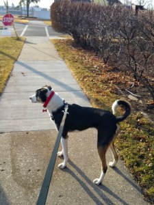Our second walk together first with the harness.  Glad I bought it ahead of time just in case it was needed.  Now my arms stay in socket as she learns leash commands & behavior. 