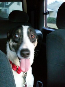 Molly's first ride home