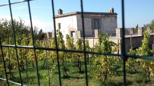 View of Emperor Tiberius Vineyard.  Still in private operation today.