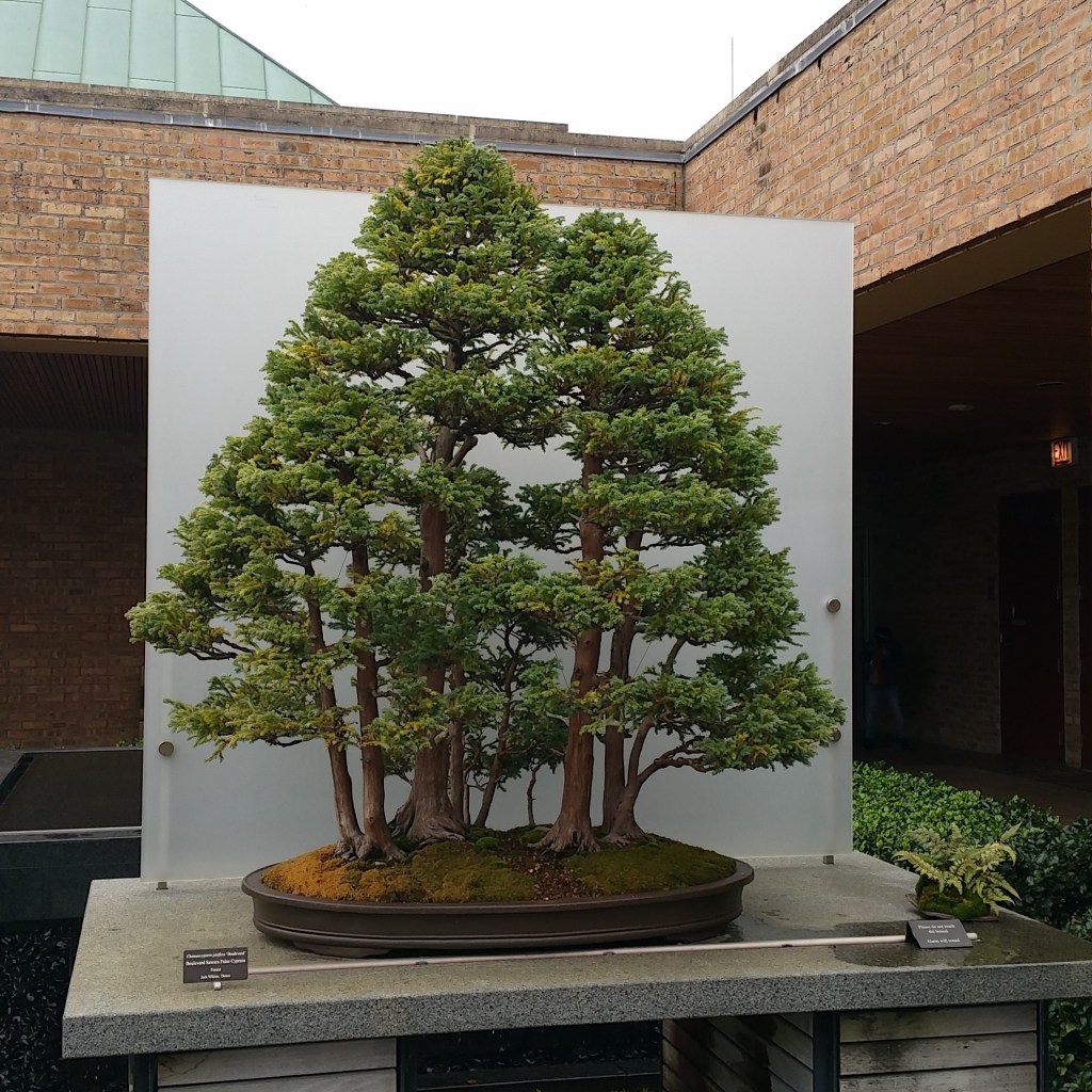 Bonsai!