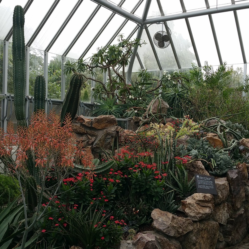 Other plants in Alice's greenhouse.