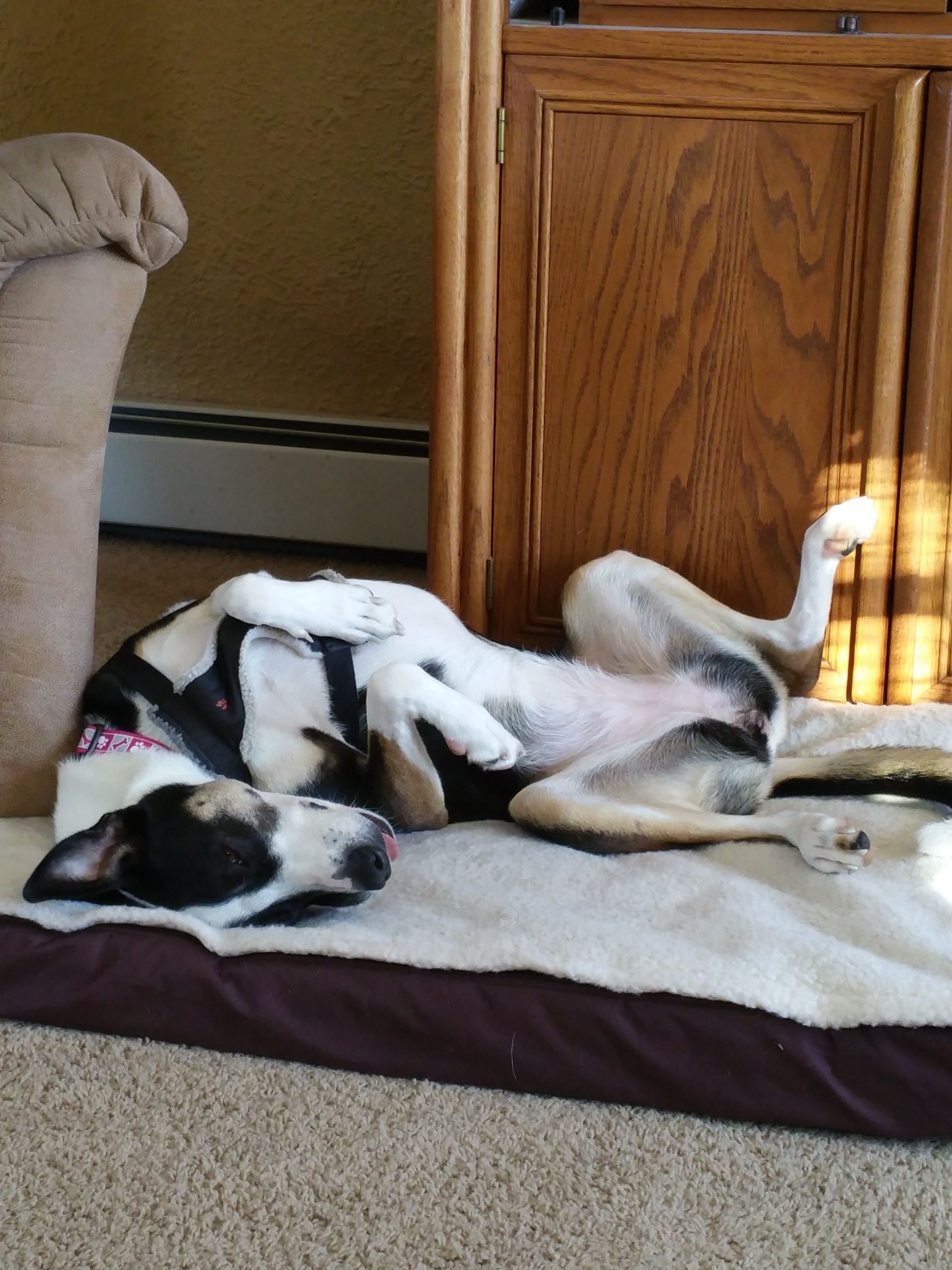Mellow Molly