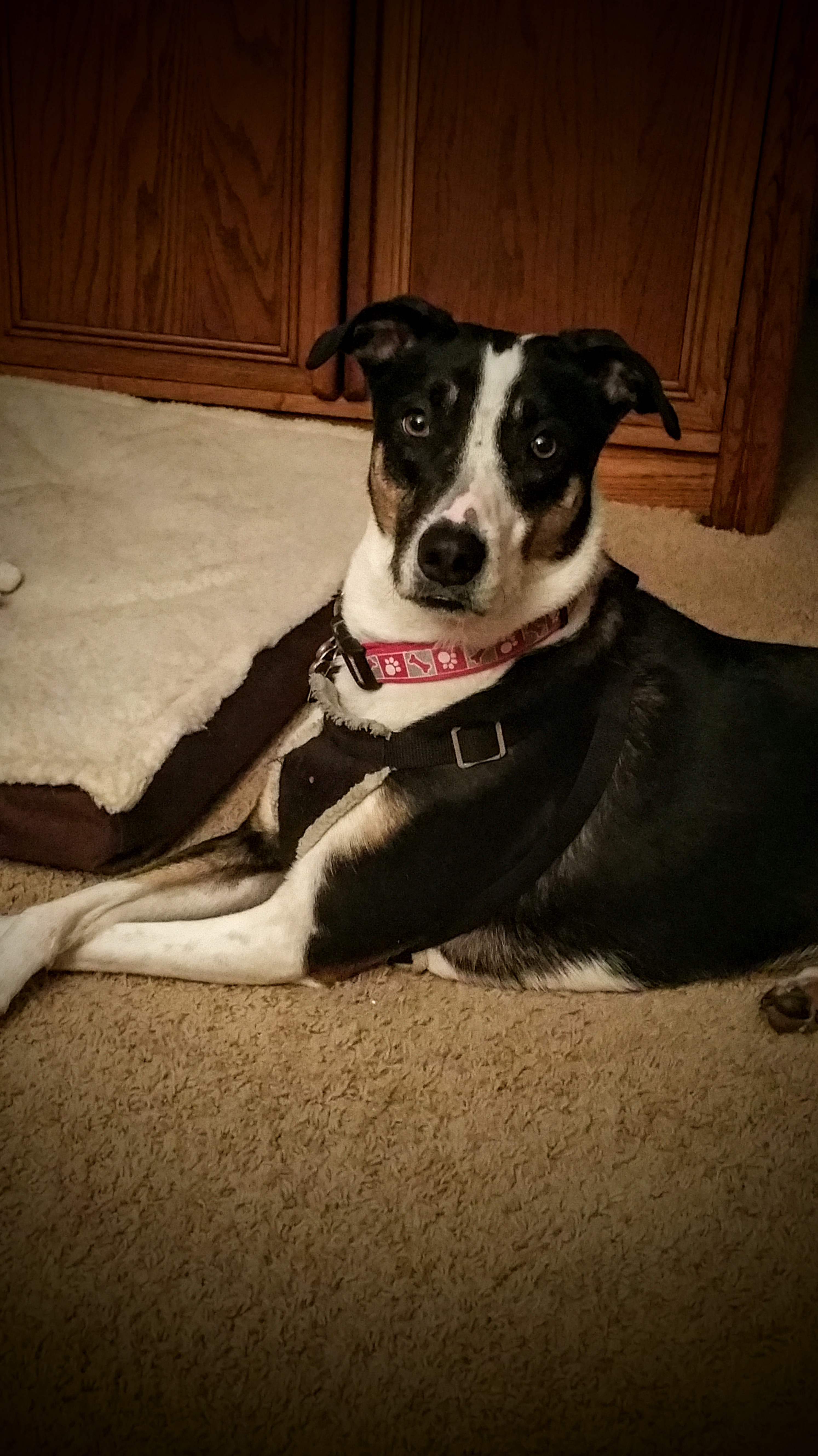 Molly