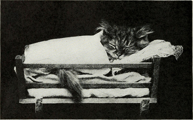 sleeping kitty Internet archive Book Images on flickr 7May2016