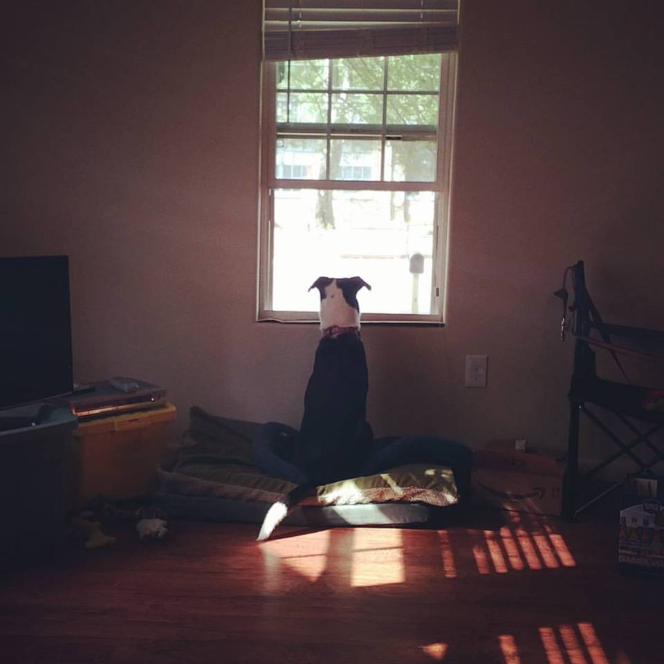 Dog in window