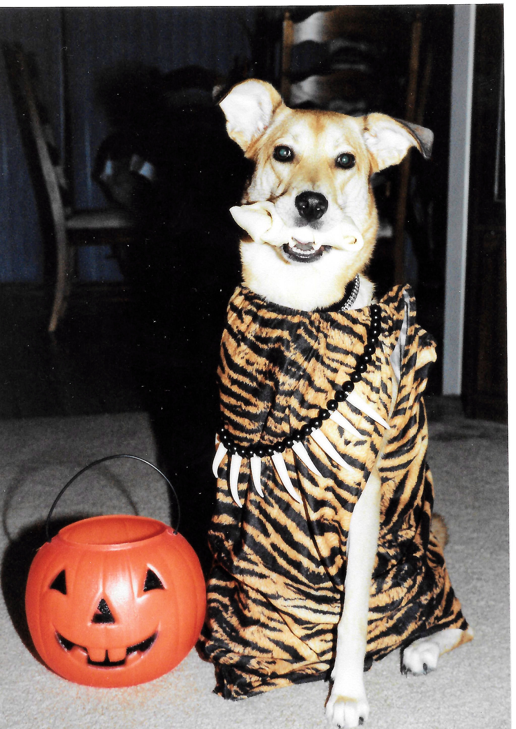 belle-halloween