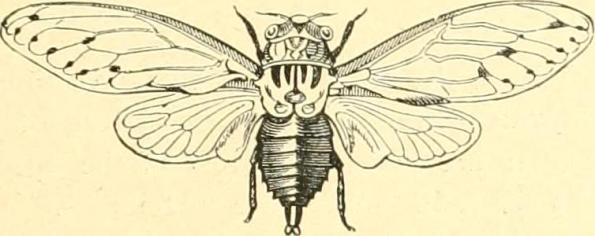cicada-internet-archive-book-image-22jul16-flickr