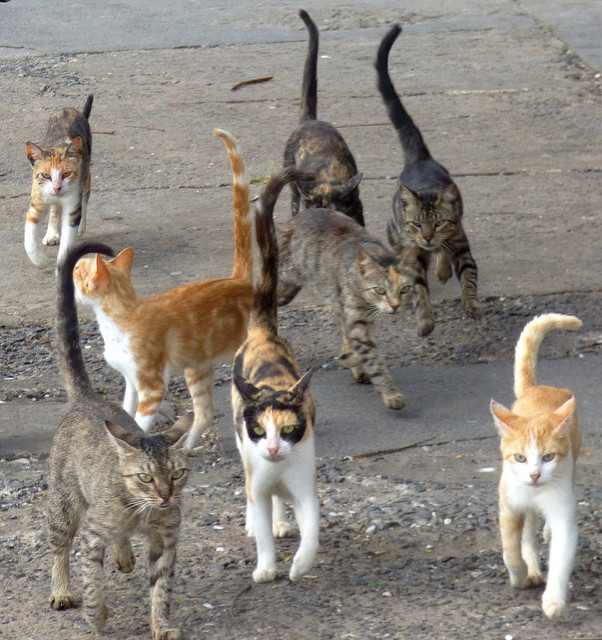 group-de-chat-by-thiery-flickr-18sep16