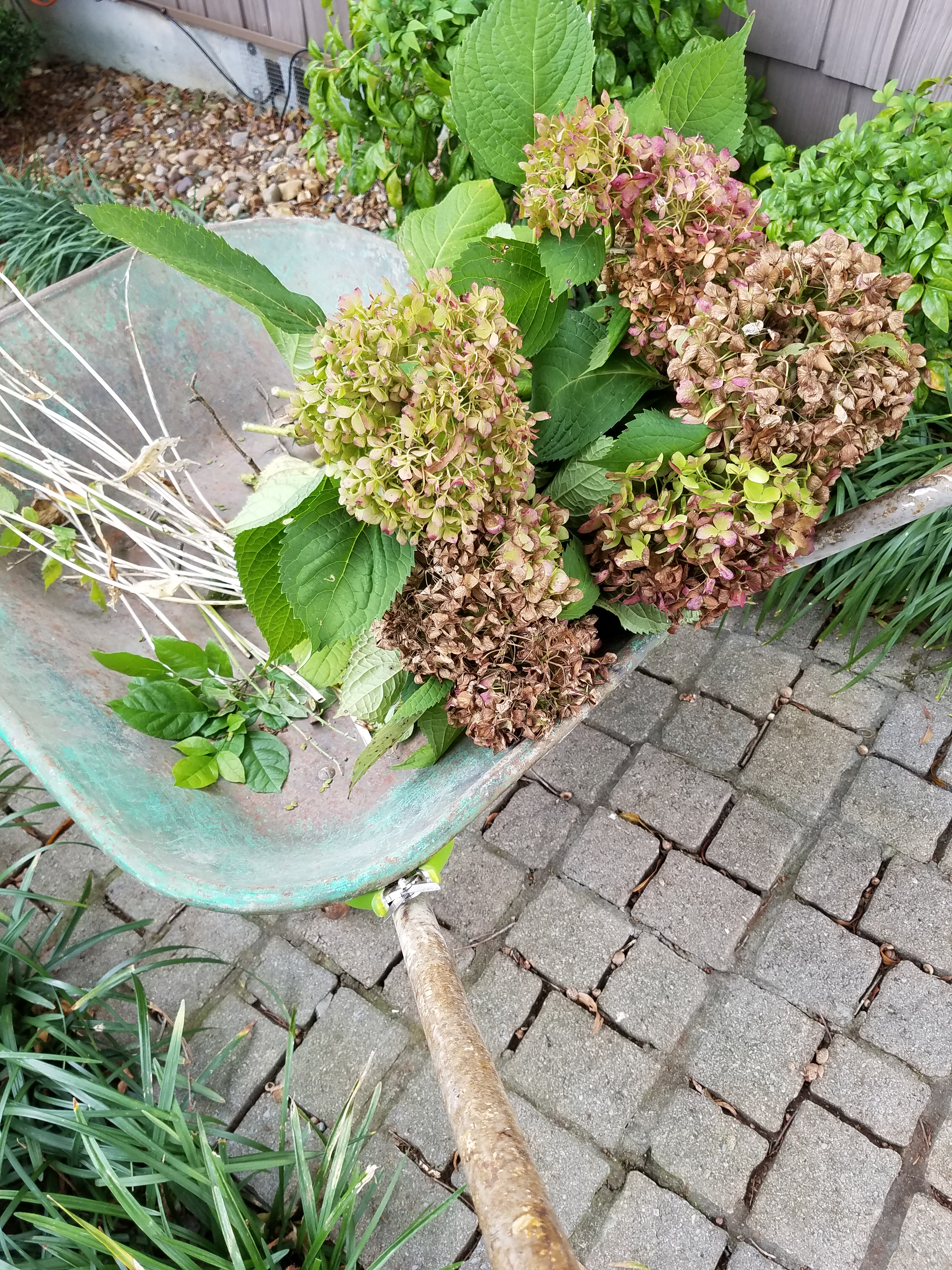 2016-fall-yard-4