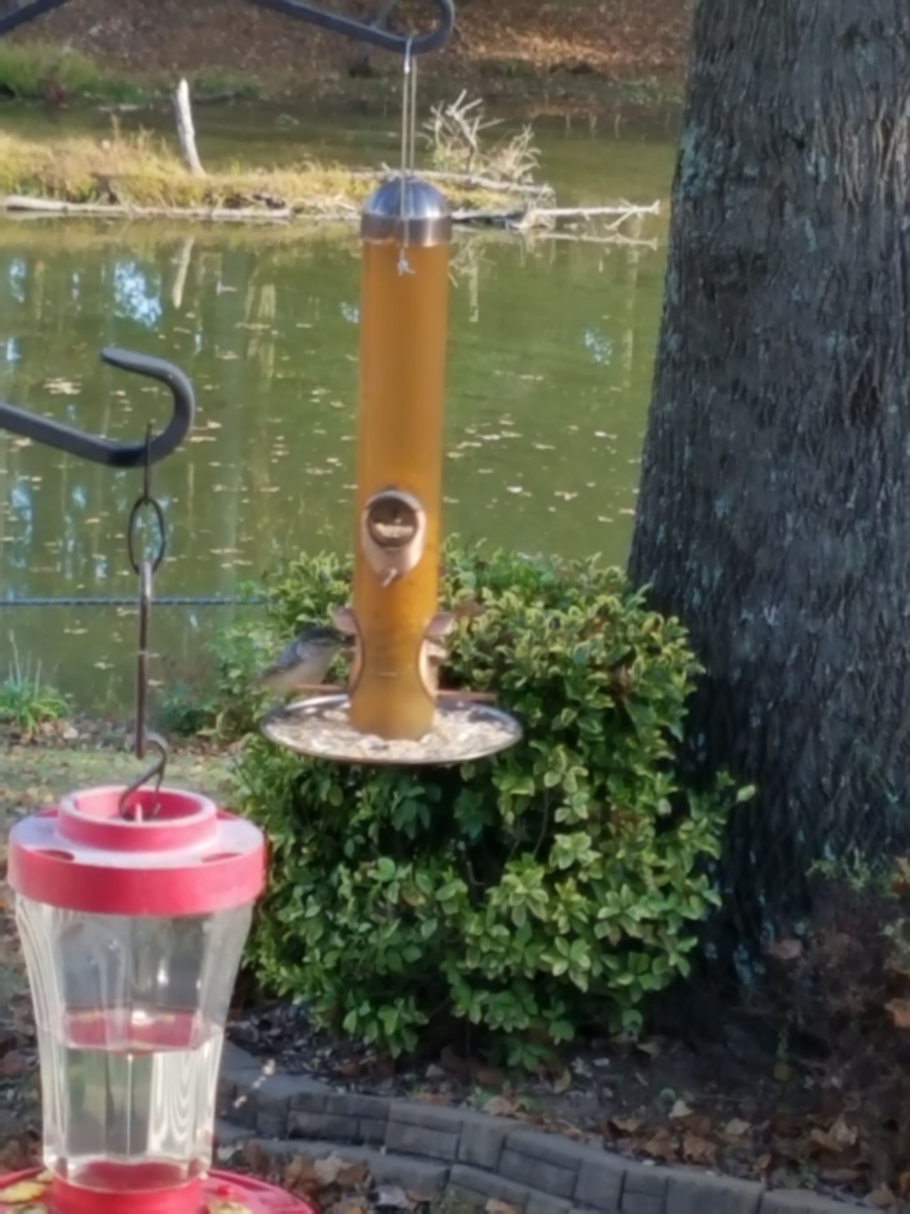 bird-1