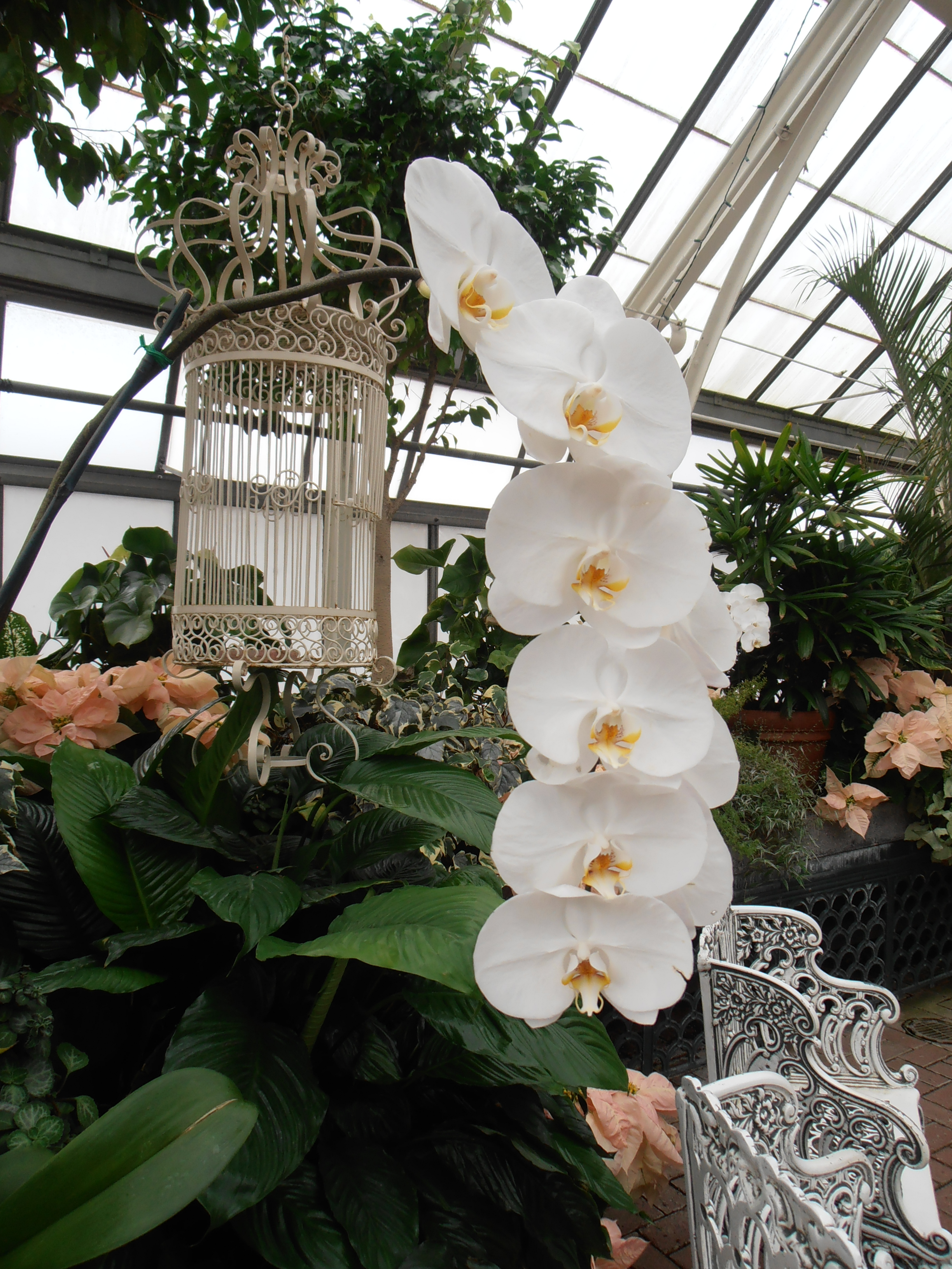 Orchid in the Biltmore greenhouse. Photo by me.