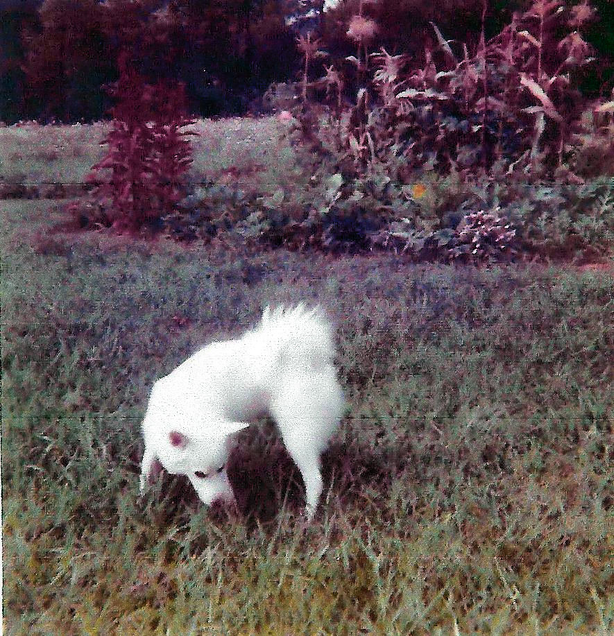 Lady Snowy Tundra