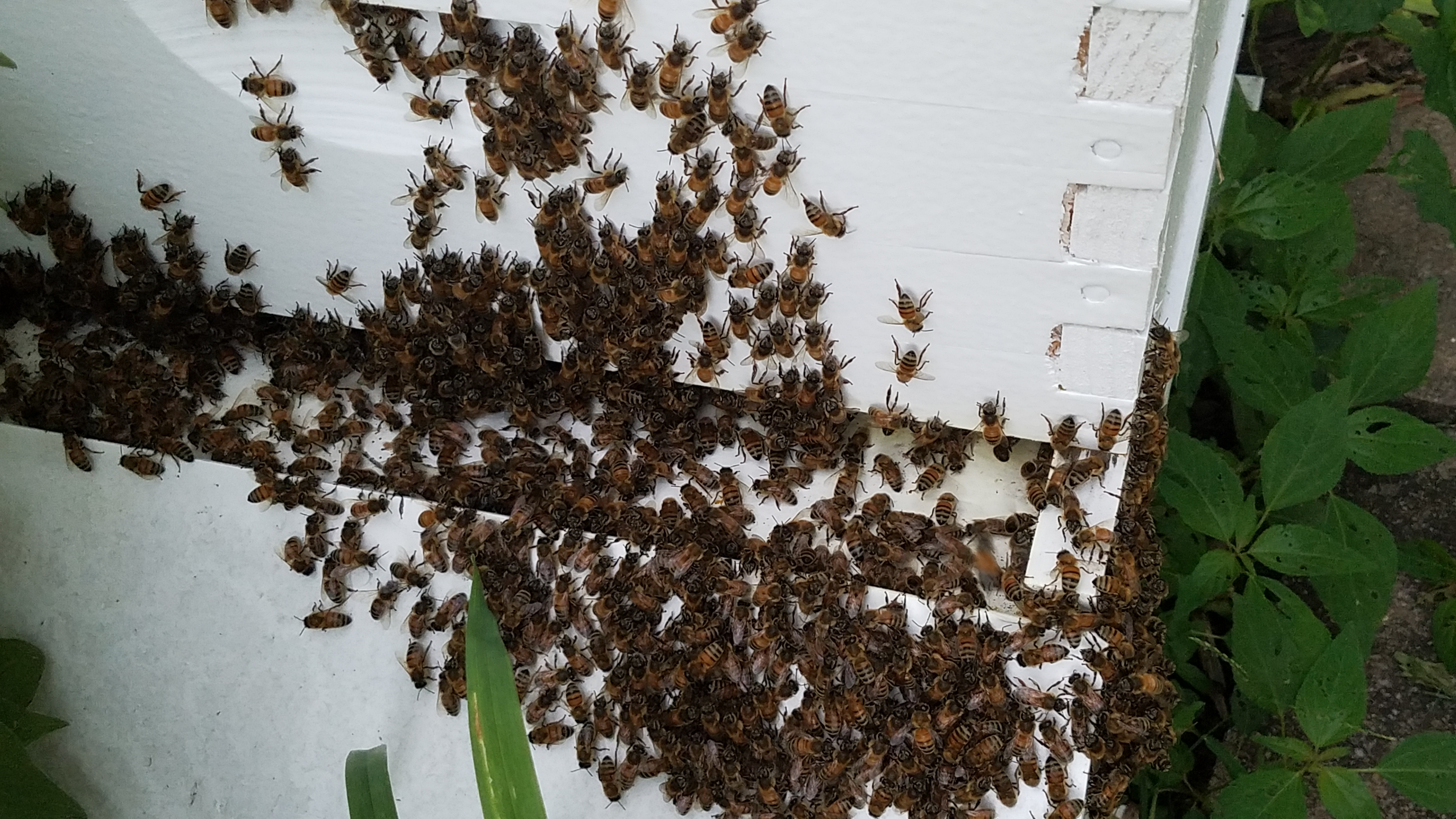 When it is hot weather bees don't always go into the hive at night.  They 'beard' the hive to keep cool.  Think of it as sitting on the front porch on a hot evening. Here's our hive 2 one evening after 100+F day. 